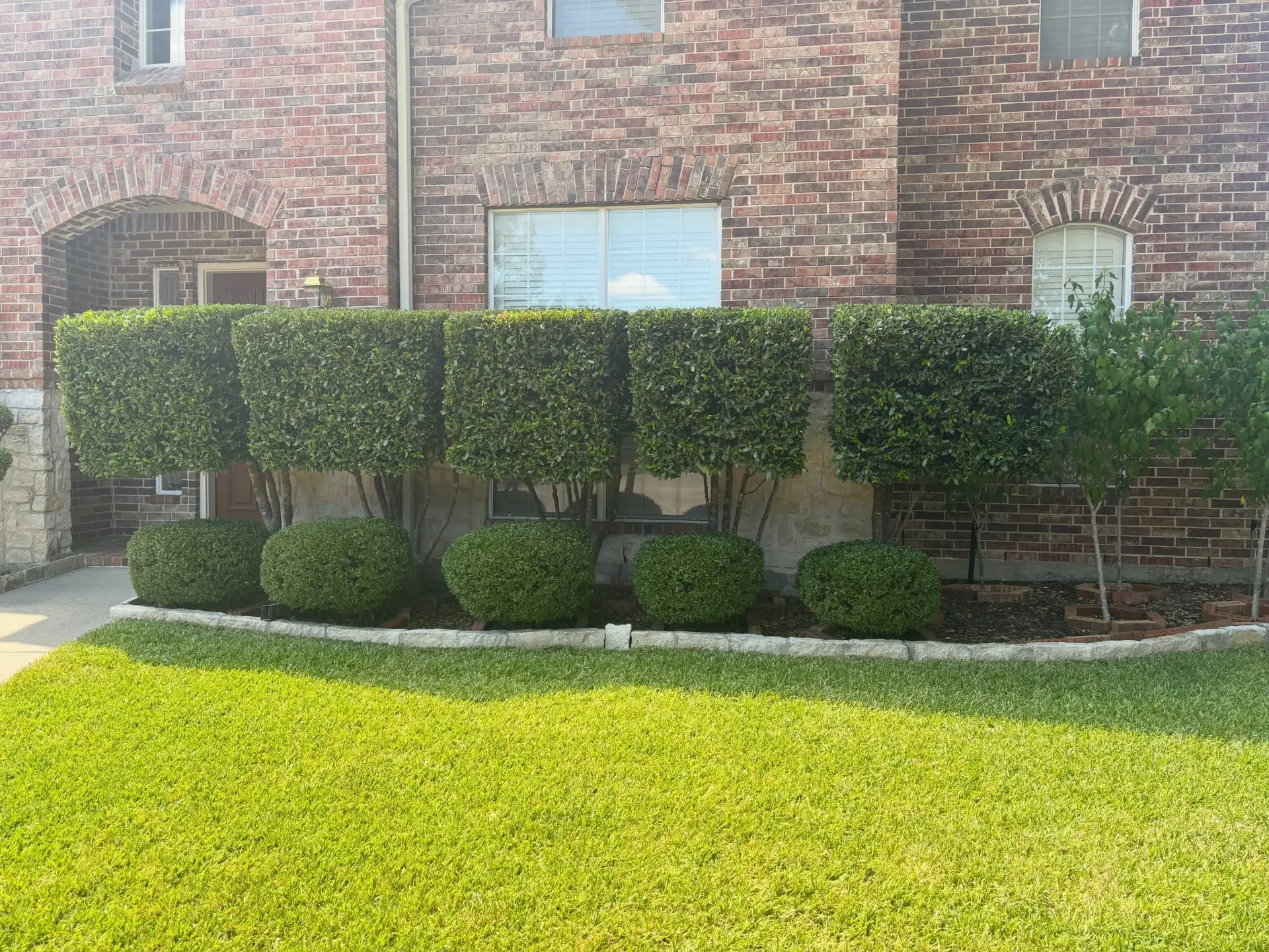 Cleanly shaped shrubs and manicured lawn at a local home